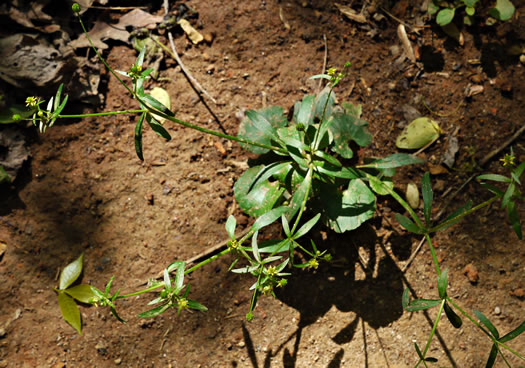 image of Ranunculus abortivus, Kidneyleaf Buttercup, Early Wood Buttercup, Small-flowered Buttercup, Kidneyleaf Crowfoot