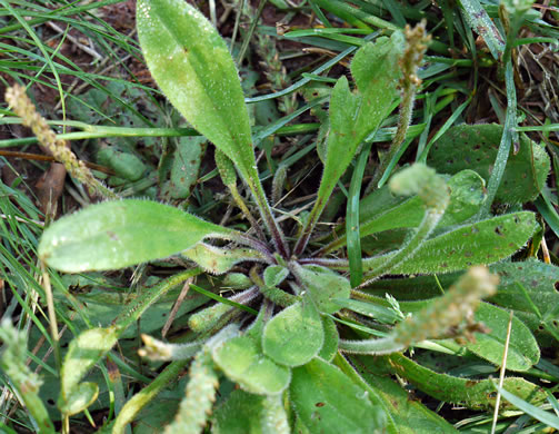 image of Plantago virginica, Virginia Plantain, Southern Plantain, Paleseed Plantain, Hoary Plantain