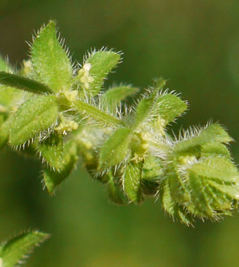 image of Galium pedemontanum, Piedmont Crosswort, Piedmont Bedstraw