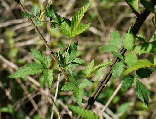 image of Rubus pensilvanicus, Pennsylvania Blackberry, Highbush Blackberry, Eastern Blackberry, Southern Blackberry