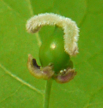 image of Celtis pumila, Georgia Hackberry, Dwarf Hackberry