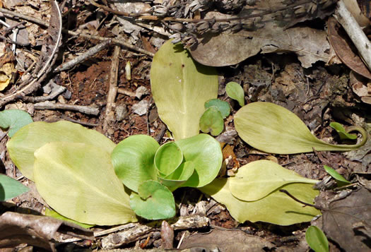 image of Chamaelirium luteum, Fairywand, Devil's Bit