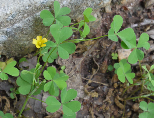 image of Oxalis dillenii, Southern Yellow Wood-sorrel, Slender Yellow Wood-sorrel