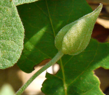 image of Convolvulus sericatus, Blue Ridge Bindweed, Silky Bindweed, Downy False Bindweed