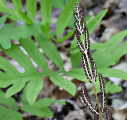 Onoclea sensibilis, Sensitive Fern, Bead Fern