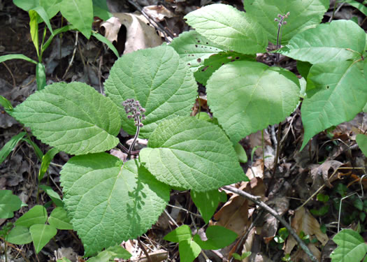 image of Collinsonia verticillata, Whorled Horsebalm