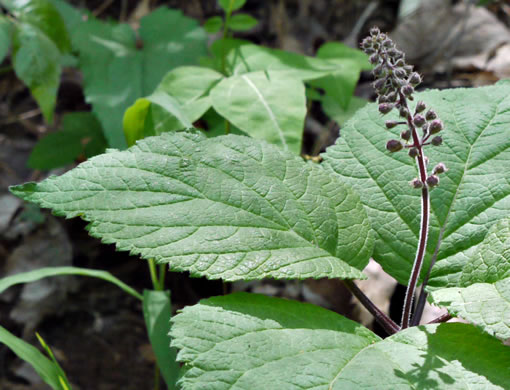 image of Collinsonia verticillata, Whorled Horsebalm