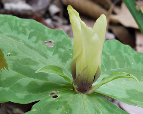 image of Trillium discolor, Pale Yellow Trillium, Faded Trillium, Small Yellow Toadshade, Savannah River Trillium