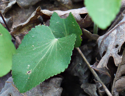 image of Thaspium trifoliatum var. aureum, Yellow Meadow-parsnip, Woodland Parsnip