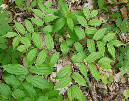 image of Prosartes lanuginosa, Yellow Mandarin, Yellow Fairybells