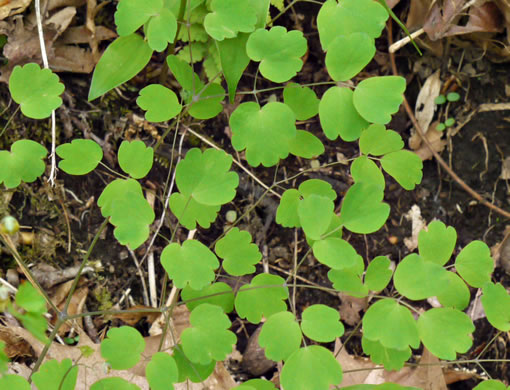 image of Thalictrum dioicum, Early Meadowrue