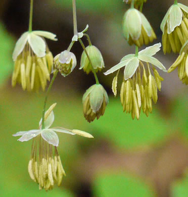 image of Thalictrum dioicum, Early Meadowrue