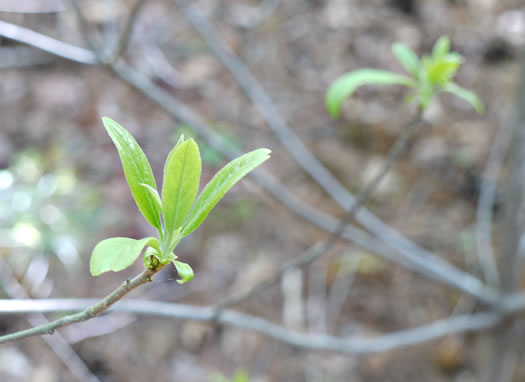 image of Symplocos tinctoria, Horsesugar, Sweetleaf, Dyebush