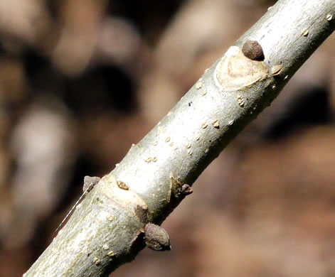 Fraxinus pennsylvanica, Green Ash, Red Ash