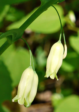 Polygonatum biflorum +, Smooth Solomon's Seal