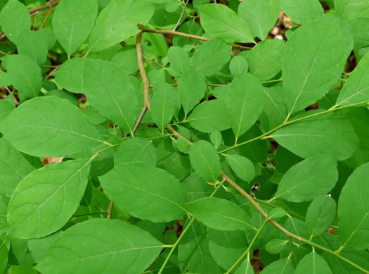 Halesia tetraptera var. tetraptera, Common Silverbell