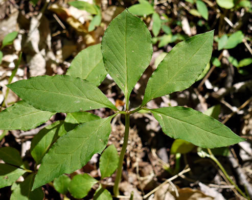 image of Arisaema quinatum, Preacher John, Southern Jack-in-the-Pulpit, Prester-John