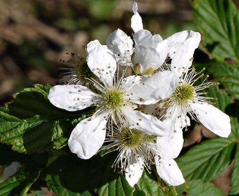 flower of Rubus pensilvanicus, Pennsylvania Blackberry, Highbush Blackberry, Southern Blackberry