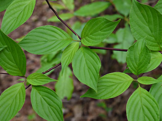 image of Swida alternifolia, Alternate-leaf Dogwood, Pagoda Dogwood, Pagoda Cornel