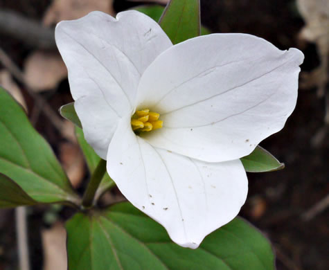 image of Trillium grandiflorum, Large-flowered Trillium, Great White Trillium, White Wake-robin, Showy Wake-robin