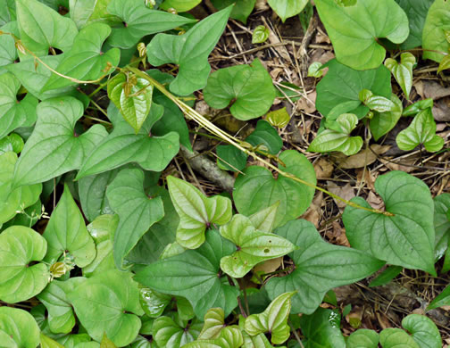 image of Dioscorea polystachya, Cinnamon Vine, Chinese Yam