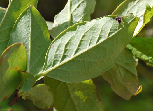 image of Vaccinium stamineum var. 2, Appalachian Deerberry