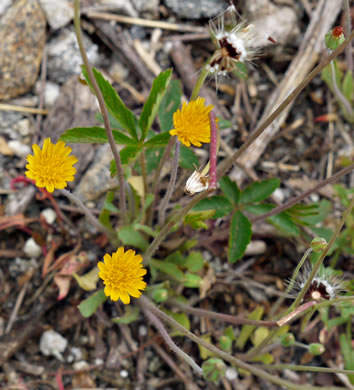 image of Krigia virginica, Virginia Dwarf-dandelion