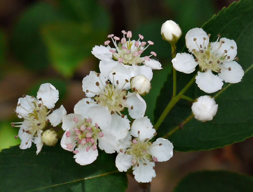 image of Aronia melanocarpa, Black Chokeberry