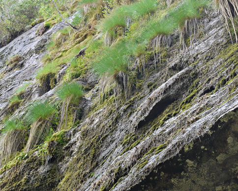 image of Trichophorum cespitosum, Deerhair Bulrush, Deergrass, Tufted Bulrush