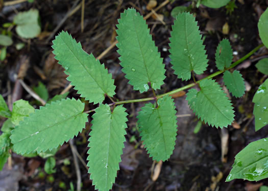 leaf or frond of Sanguisorba canadensis, Canada Burnet, American Burnet, White Burnet
