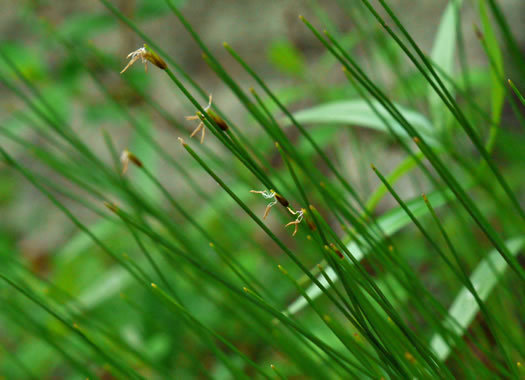 image of Trichophorum cespitosum, Deerhair Bulrush, Deergrass, Tufted Bulrush