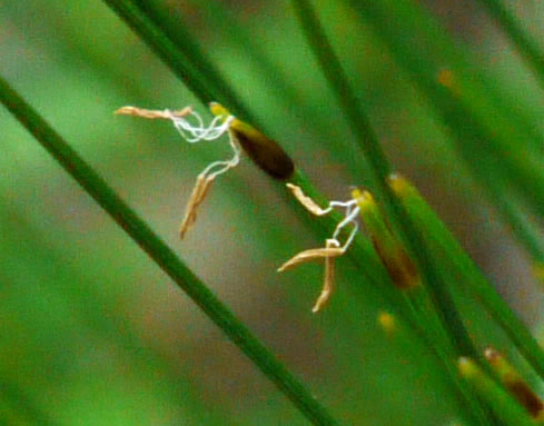 image of Trichophorum cespitosum, Deerhair Bulrush, Deergrass, Tufted Bulrush