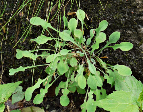 Krigia montana, Mountain Dwarf-dandelion, Mountain Cynthia