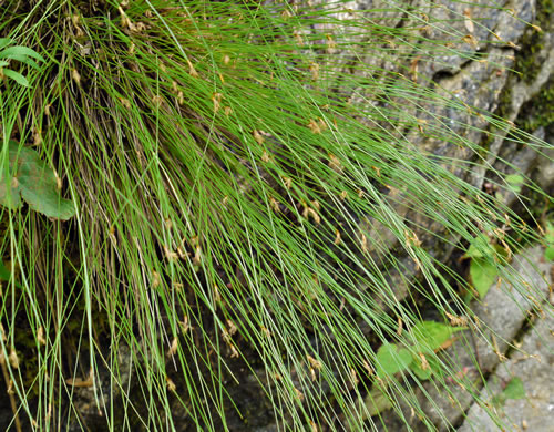 image of Trichophorum cespitosum, Deerhair Bulrush, Deergrass, Tufted Bulrush