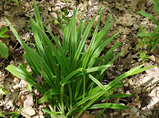 image of Amianthium muscitoxicum, Fly-poison