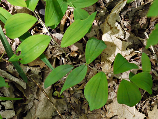 image of Uvularia sessilifolia, Wild-oats, Sessile-leaf Bellwort, Straw-lily