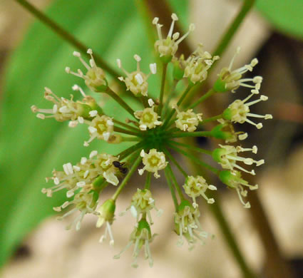 image of Aralia nudicaulis, Wild Sarsaparilla