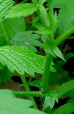 image of Agrimonia rostellata, Woodland Agrimony