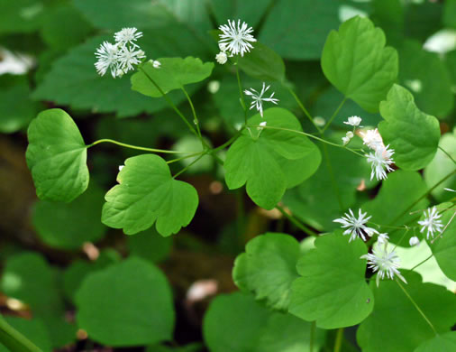 image of Thalictrum clavatum, Mountain Meadowrue, Lady-rue