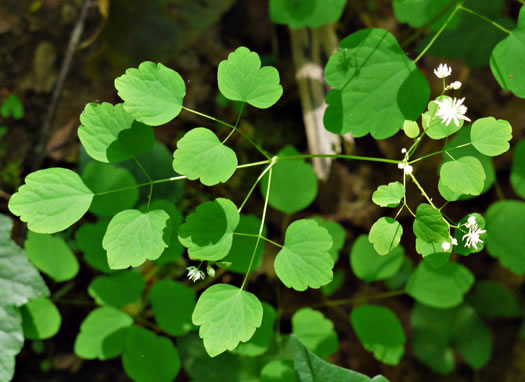 image of Thalictrum clavatum, Mountain Meadowrue, Lady-rue