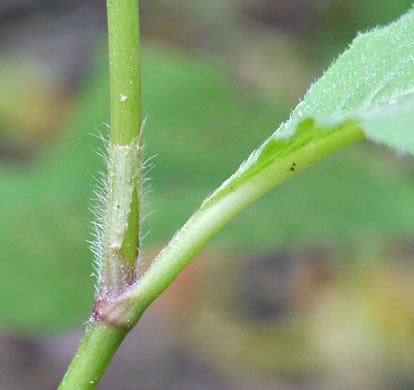 image of Persicaria virginiana, Virginia Jumpseed