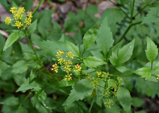 image of Thaspium barbinode, Hairy-jointed Meadow-parsnip