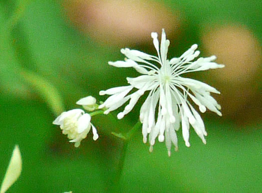 image of Thalictrum clavatum, Mountain Meadowrue, Lady-rue