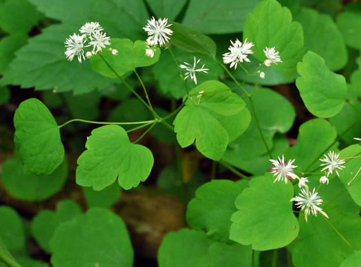 image of Thalictrum clavatum, Mountain Meadowrue, Lady-rue