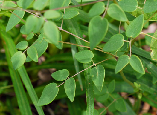 image of Thalictrum amphibolum, Skunk Meadowrue, Waxy Meadowrue