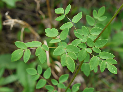 image of Thalictrum amphibolum, Skunk Meadowrue, Waxy Meadowrue