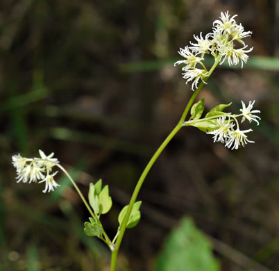 image of Thalictrum amphibolum, Skunk Meadowrue, Waxy Meadowrue