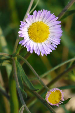flower of Erigeron strigosus var. strigosus, Daisy Fleabane, Common Rough Fleabane, Prairie Fleabane, Slender Daisy Fleabane