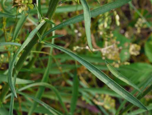 leaf or frond of Erigeron strigosus var. strigosus, Daisy Fleabane, Common Rough Fleabane, Prairie Fleabane, Slender Daisy Fleabane