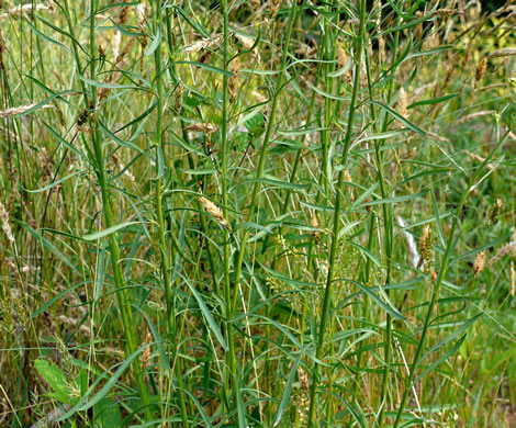 image of Erigeron strigosus var. strigosus, Daisy Fleabane, Common Rough Fleabane, Prairie Fleabane, Slender Daisy Fleabane